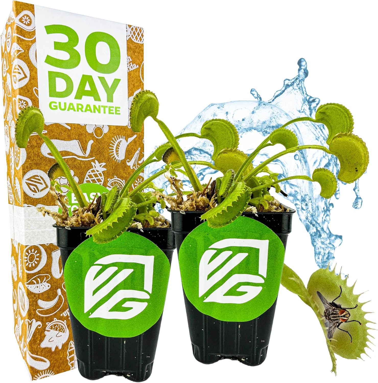 Akai Ryu Venus Fly Trap (Red Dragon) Live Plant - Dionaea muscipula by Wellspring Gardens - Unique Plant - Red Trap Plant - Rare Starter Plant (2-Pack)