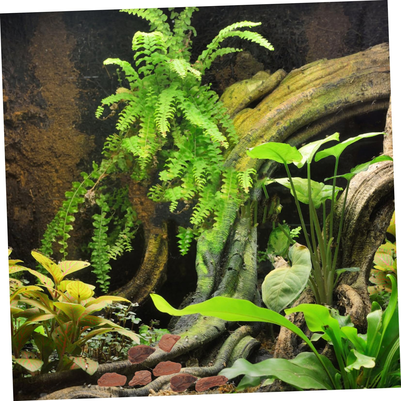 TOYANDONA Copeaux D'écorce de Pin et Facile à Installer pour Terrarium, Décor Naturel pour Petits Reptiles et Animaux, pour Décoration D'aquarium et Terrarium