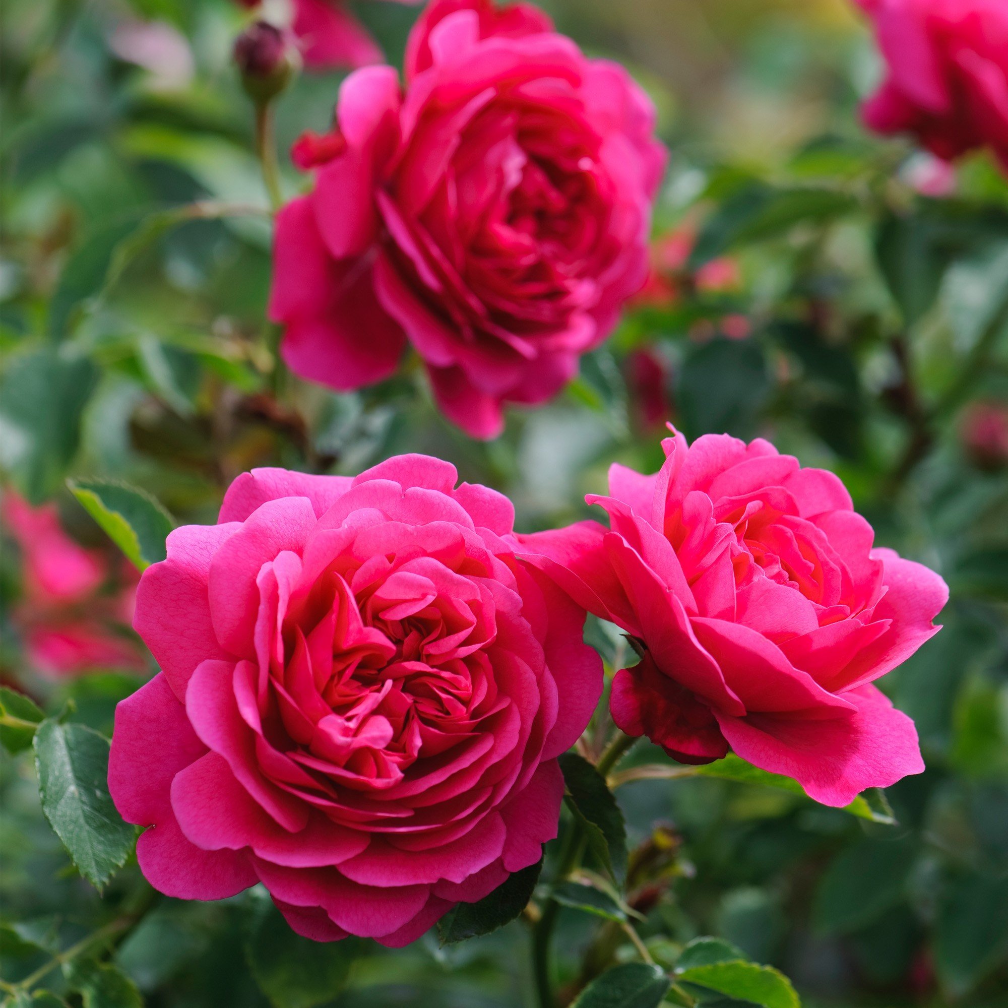 Aiden Gardens Rare Grafted English Tree Rose Plant SIR John BETJEMAN Deep Pink Color 1 Healthy Live Plant (B07DM5XWDK) Amazon Price History, Amazon Price Tracker