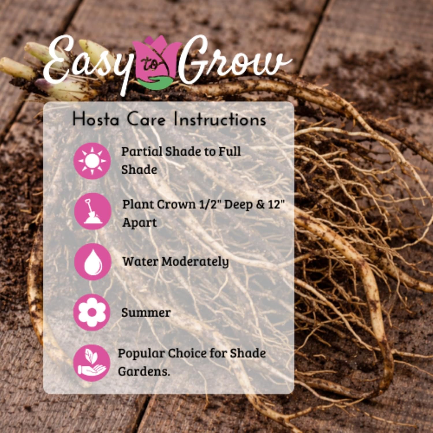 Easy to Grow Hosta Bumper Crop Mix 30 Trimmed Roots - Mixed Varieties Colorful Foliage, Summer Flowers Partial to Full Shade Zones 3-8