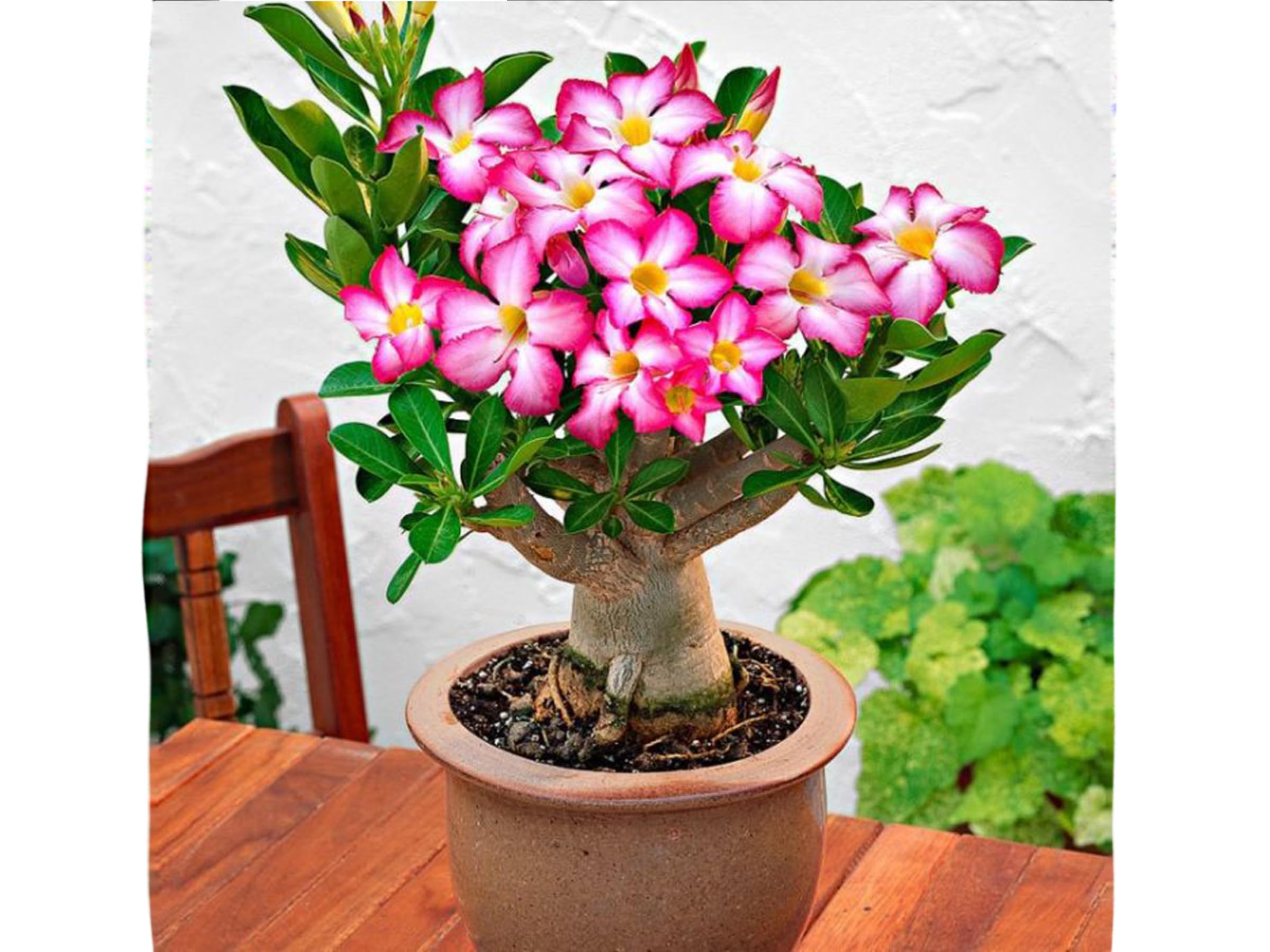Exotic Adenium Obesum Seeds, Desert Rose Seeds, Hybrid Vibrent Colour Flowers, Easy to Grow, 10 Seeds (B0CW21XX2B) Amazon Price History, Amazon Price Tracker