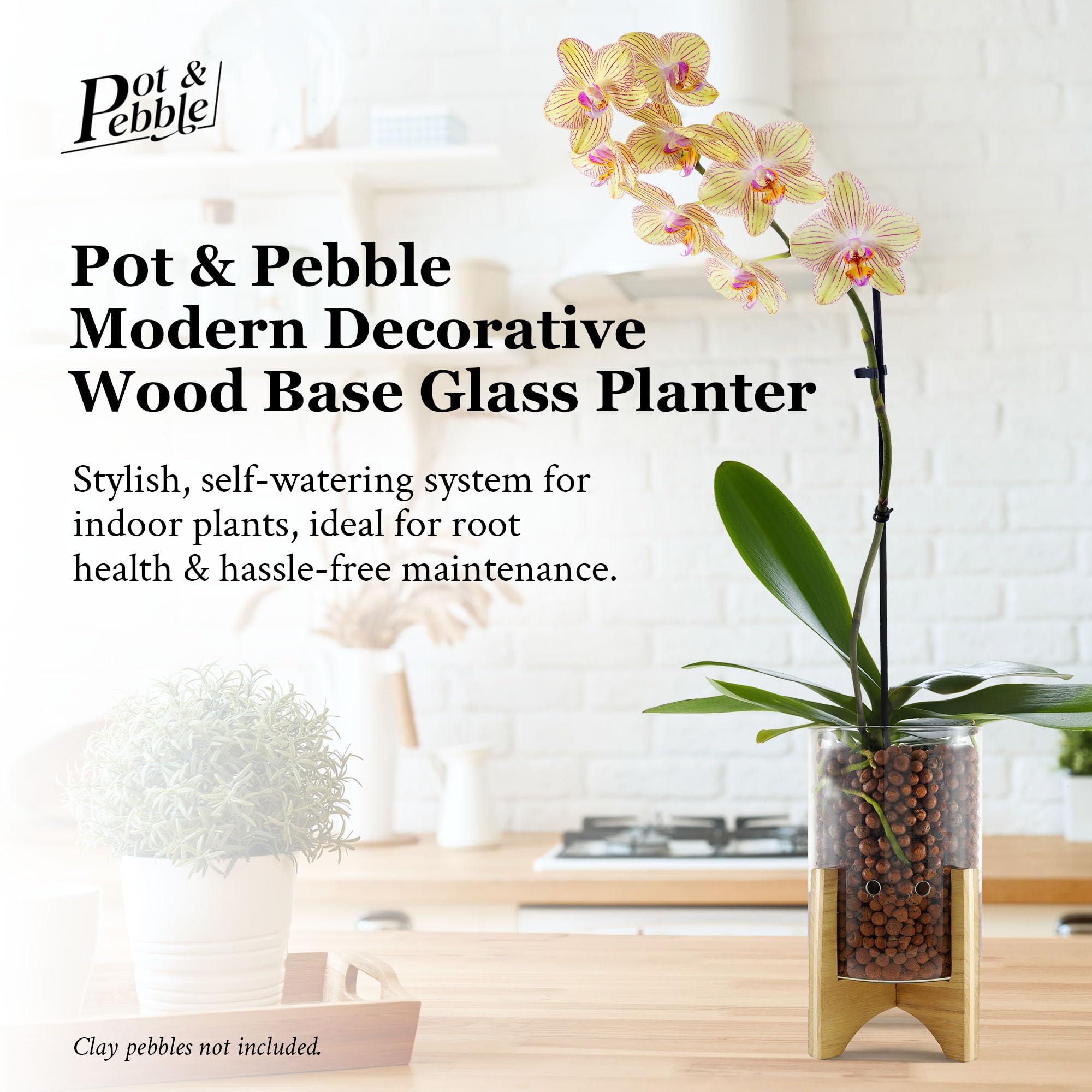 Pot & Pebble - Maceta de vidrio C6 con base de madera decorativa - Estación de propagación de plantas con control de nivel de agua - Soporte de corte de plantas para guijarros de arcilla LECA/medios