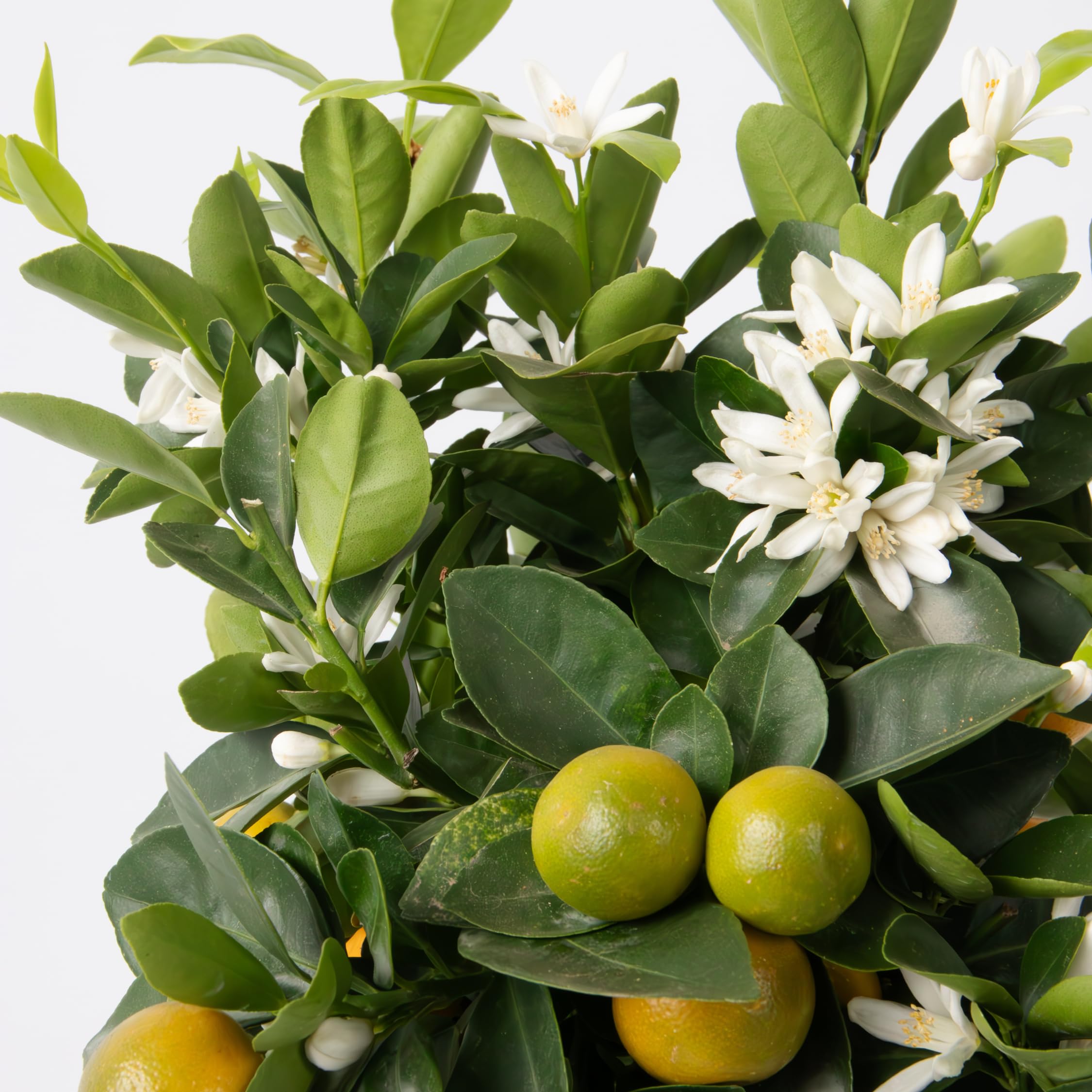 Plant in a Box - Citrus Calamondin - Kalamondyna - Drzewko cytrusowe - Doniczka 19cm - Wysokość 55-65cm