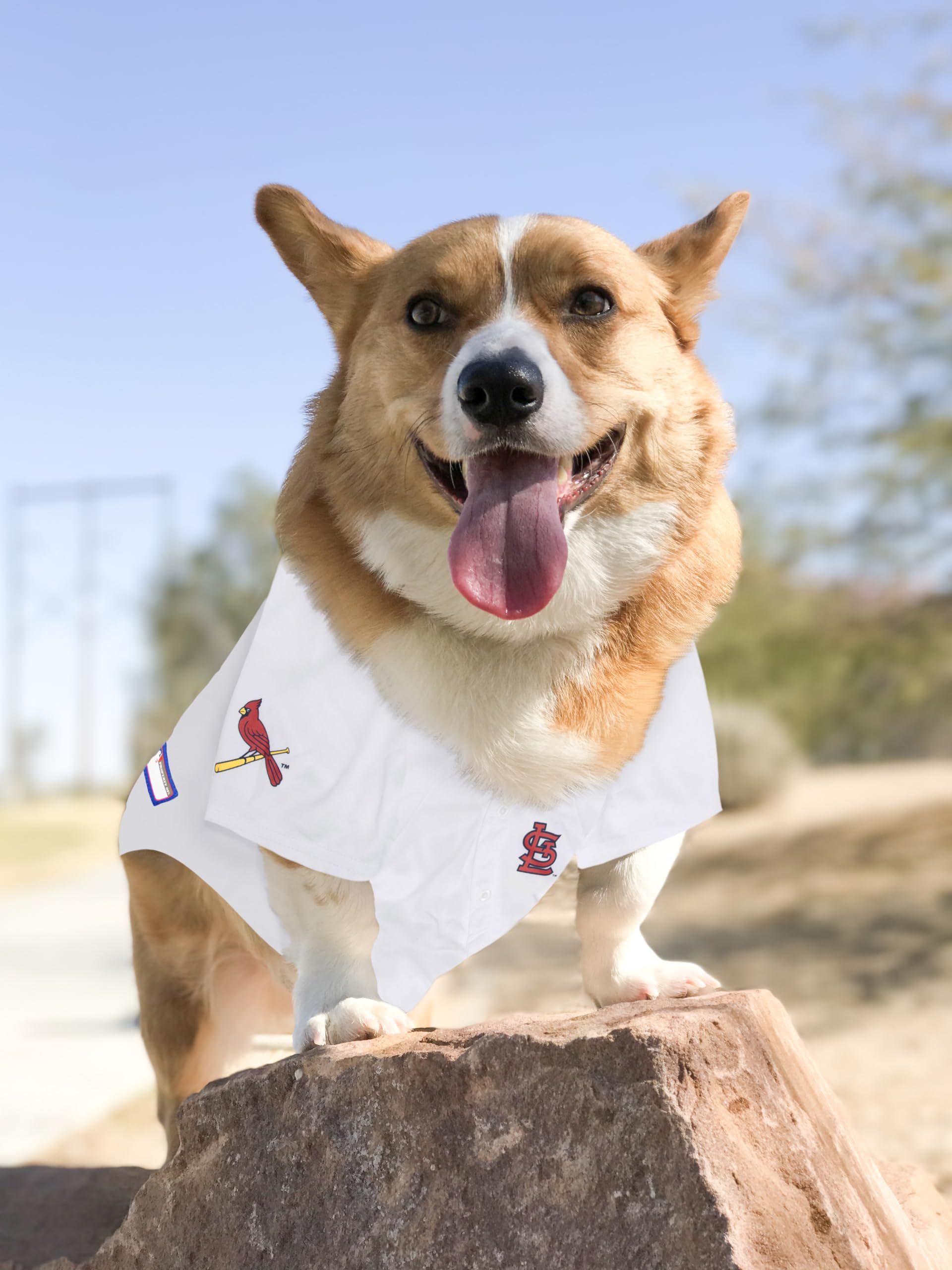 MLB Pet Jersey - Camiseta de béisbol para Perro. - Disponible en Equipos de 29 MLB. - Jersey para Mascotas. - Jersey para Perro. - MLB Jersey para Perros. - Camisa para Mascotas. - Camisa de Perro