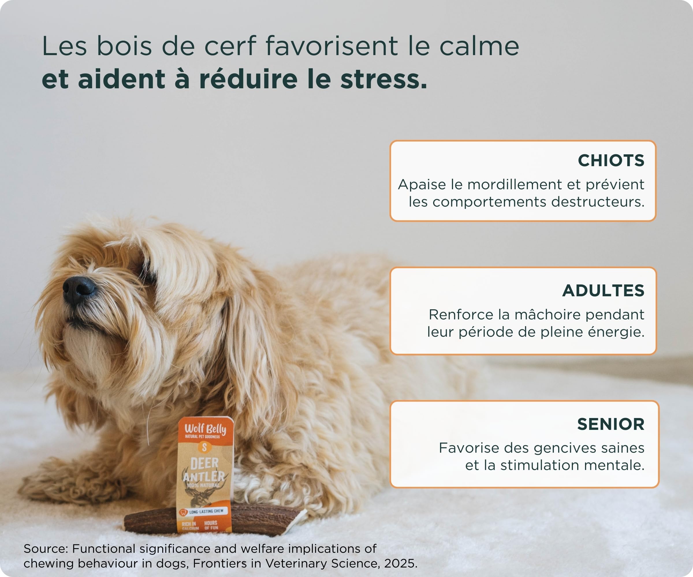 Wolf Belly - Bois de Cerf pour Chiens 100% Naturel (Taille S) Corne Durable et Résistante | Réduit Tartre et Plaque | Riche en Calcium et Protéines | Calme Stress | Inodore - Fabriqué en Europe