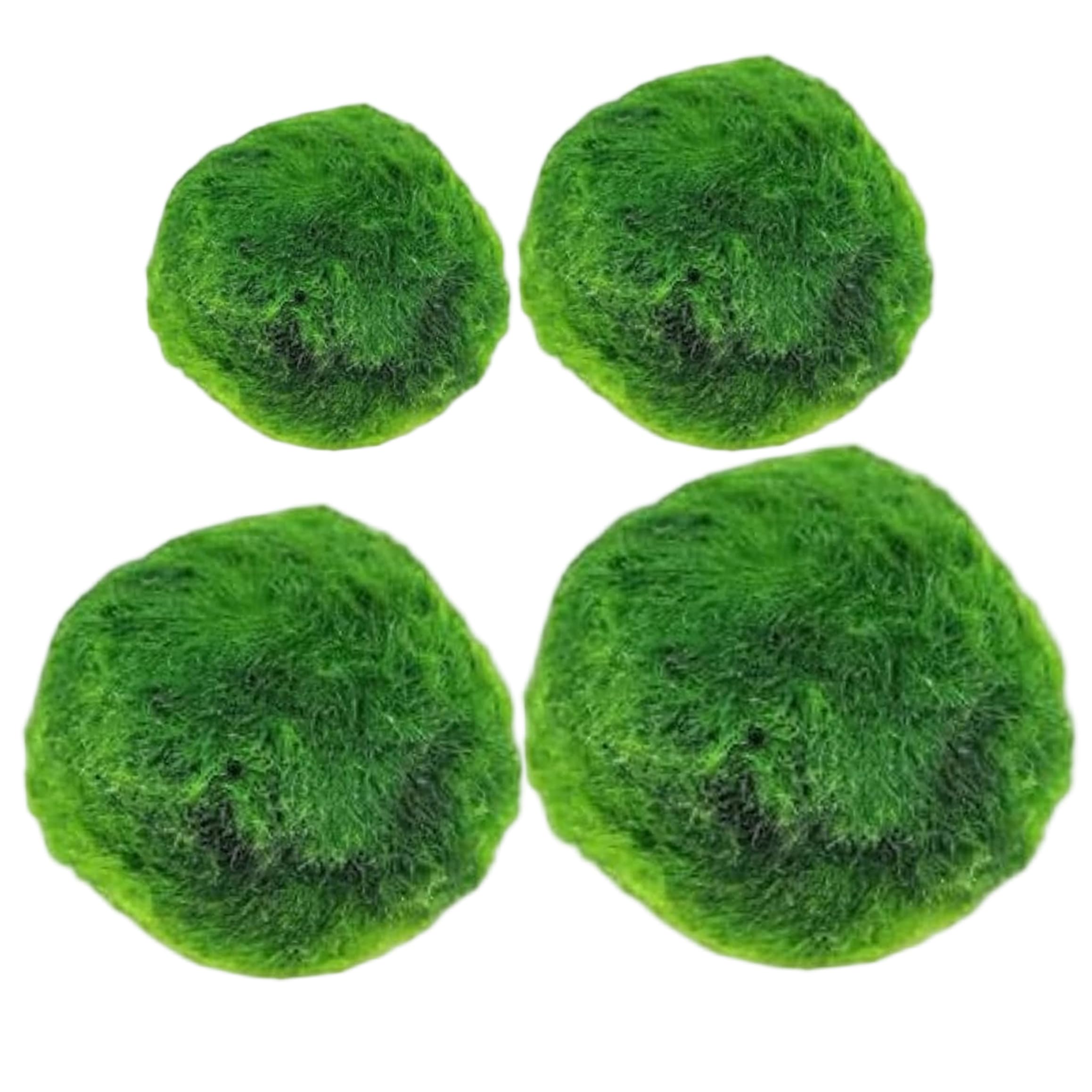 Sjfbebsy Moss Balls 4 Pcs Live Aquarium Moss for Fish Tank & Terrarium Decor, Assorted Sizes (0.79-1.69 Inch)
