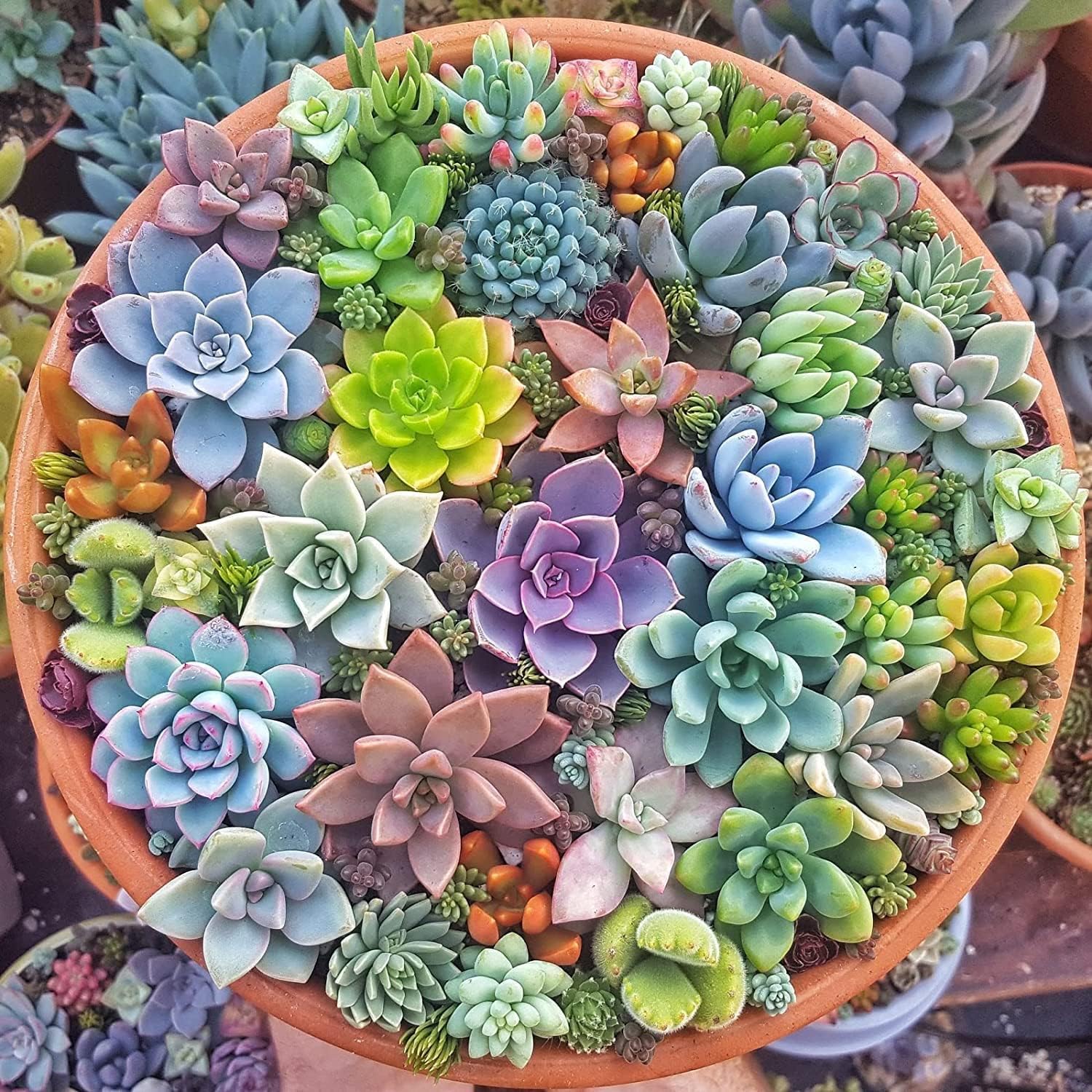 Mixed Succulent Seeds - Grow Your Own Air Purifying Plants -3 Mixed Succulent Seeds - Grow Your Own Air Purifying Plants -3
