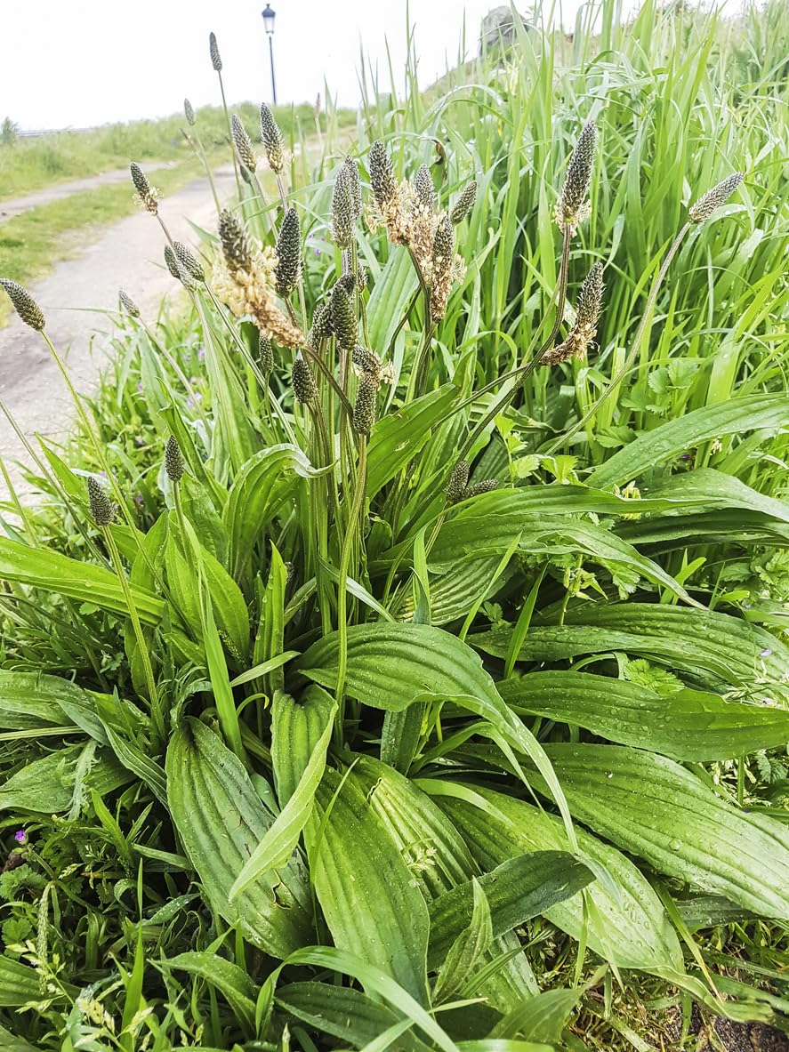 3000 Samen Spitzwegerich Plantago lanceolata Heilkraut Teepflanze Wildkräuter