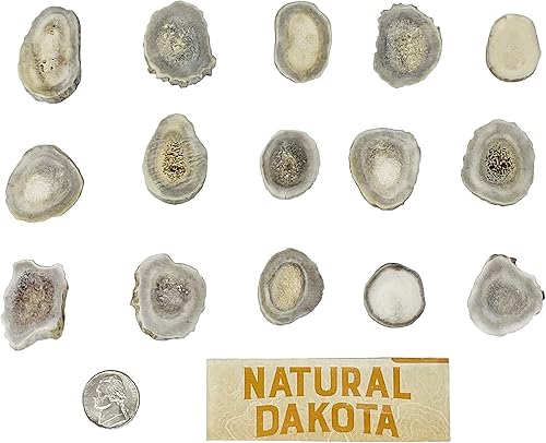 Miniatura 3 de Cuernasrebanadas de asta de ciervo (artesanías, fabricación de joyas, suministros de cuentas) (mediano)