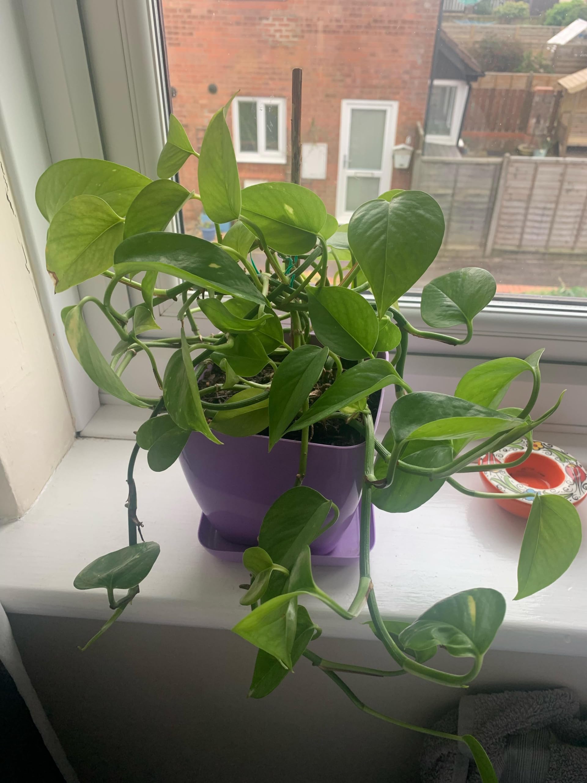 Live Luck Climber Money Plant, (Epipremnum aureum) live plant, indoor Climber plant For Indoor And Outdoor : 1 Healthy Plalnt With black Plastic Pot (B0D6WDJ7WN) Amazon Price History, Amazon Price Tracker