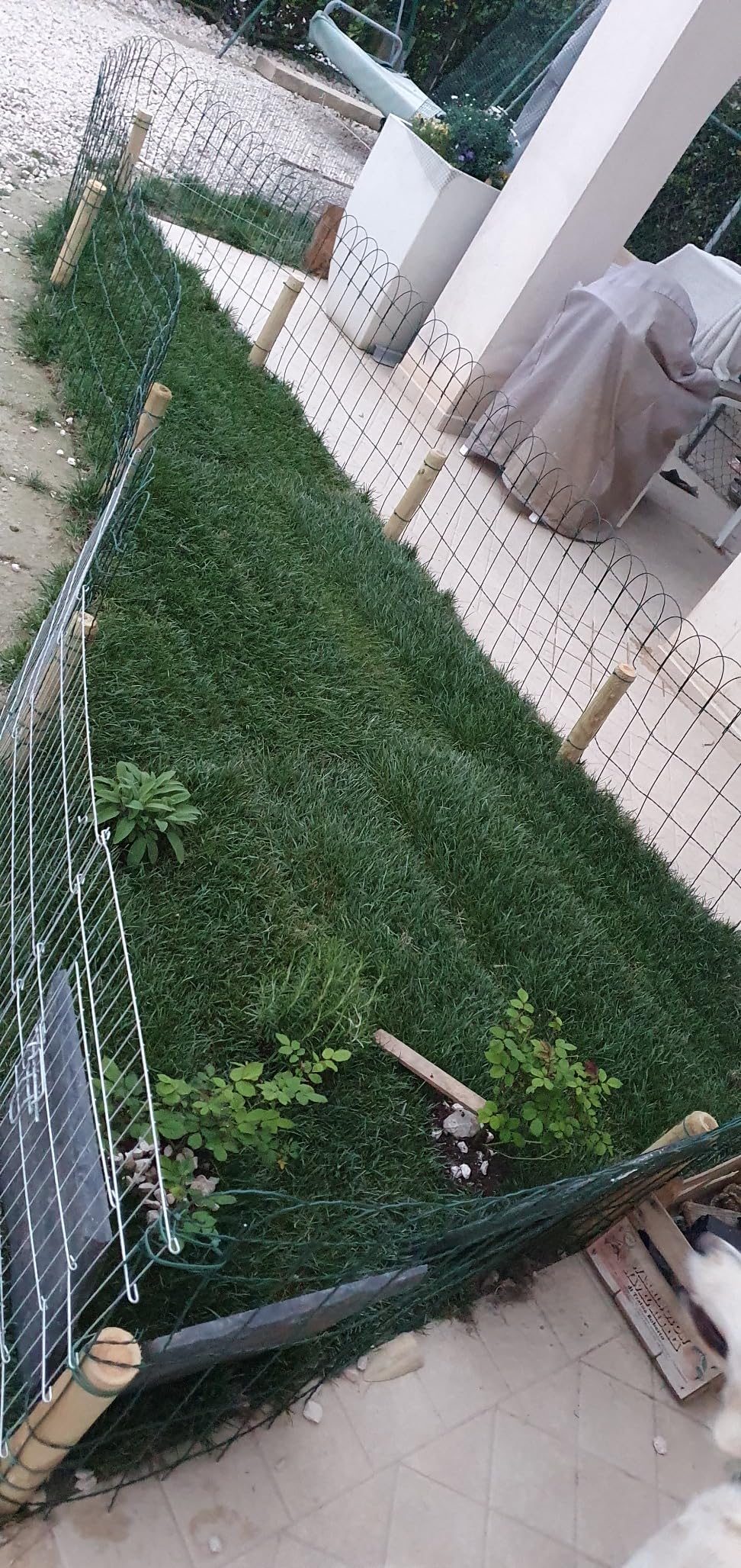 Prato Vero A Rotoli - Erba Naturale 6 Mq - Pronto All'Uso Per Giardini E Esterni