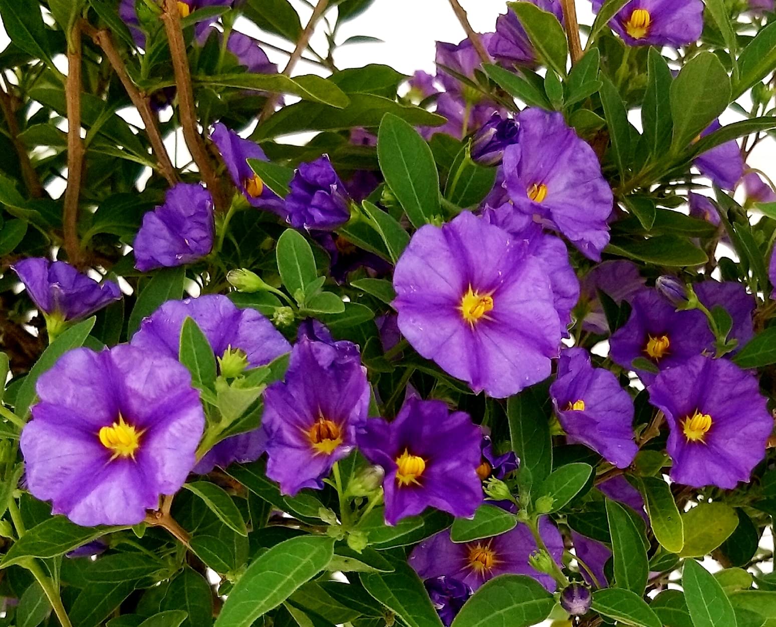 POWERS TO FLOWERS - SOLANUM RANTONETTI ALBERELLO XXL, vaso 19 ALTEZZA 75CM, pianta vera