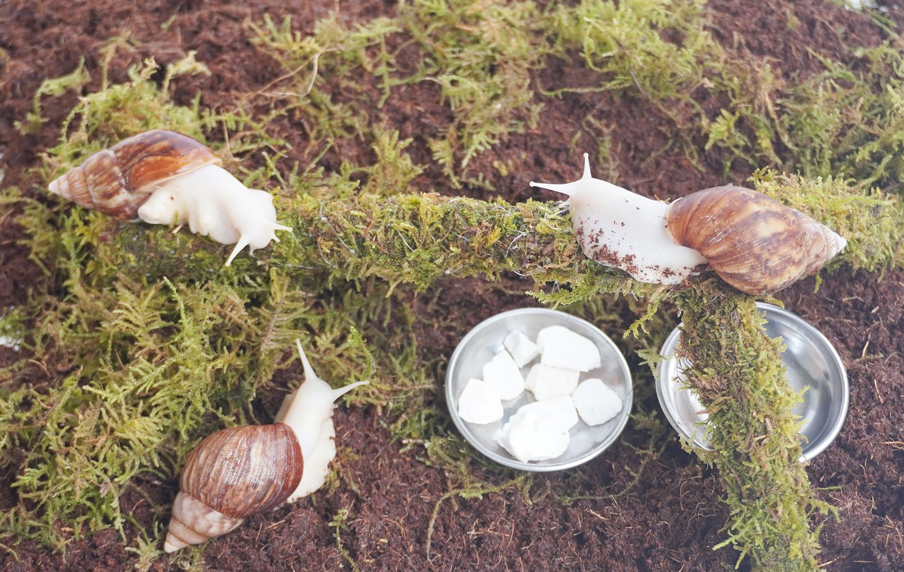 Snail Terrarium Accessory Kit 7PCS, Includes Moisture-Retaining Substrate, Climbing Toy, Cuttlebone Granules, Water and Food Plate, Spray Bottle - 5