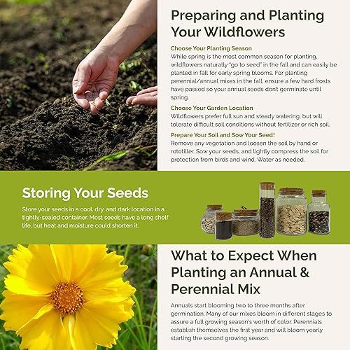 Miniatura 5 de Eden Brothers The Bees Knees - Semillas mixtas de flores silvestres para plantar, 14 libras, más de 120,000 semillas con alhelí siberiano, cosmos