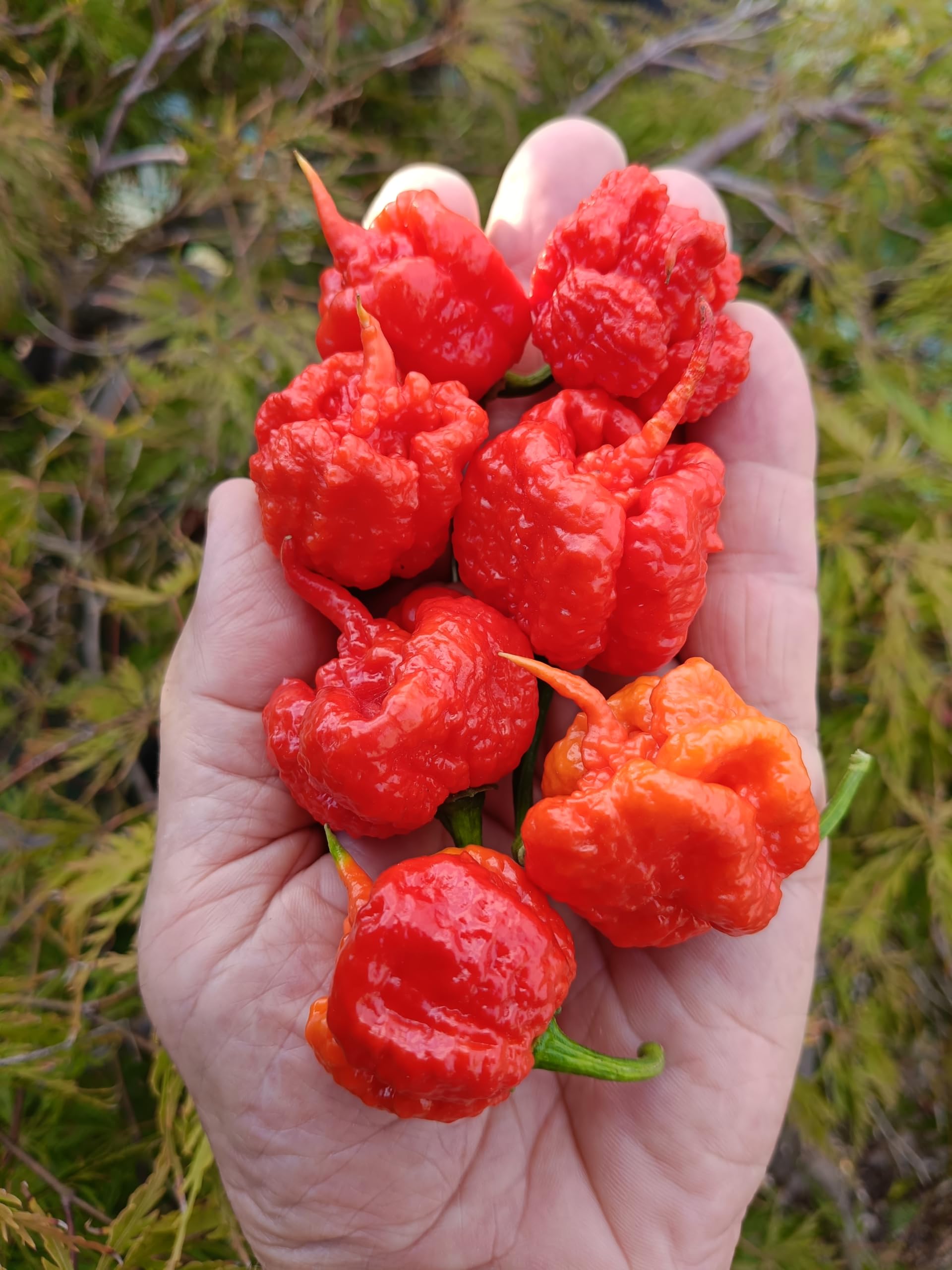 I Piccantissimi - Pimiento carolina Reaper en tarro (15gr) - Long life Chilli Flakes - Pimiento carolina Reaper cultivado en Italia (2.000.000 Shu)