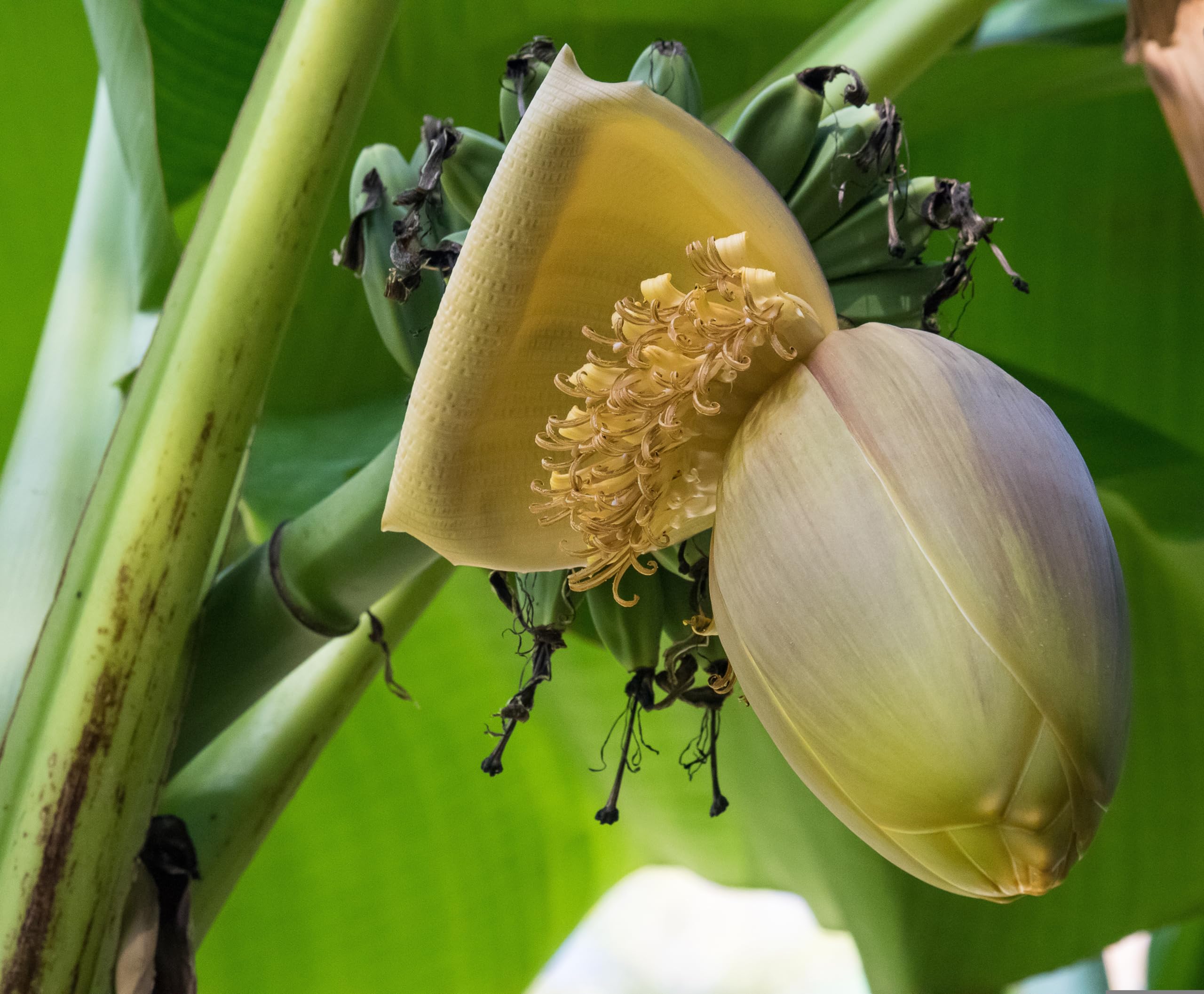Bananendnger - Langzeitdnger Granulat, Dnger, fr alle Bananen Stauden  geeignet, Red Tiger, Musa Basjoo, Zwergbanane usw. (100g) : Amazon.de:  Garten