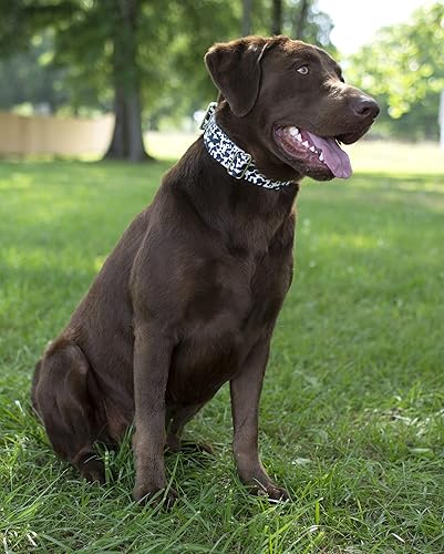 Miniatura 2 de Country Brook Petz - Collar y correa para perro Martingala de vaca lechera, colección de estampados de animales con 8 diseños salvajes (1 pulgada,