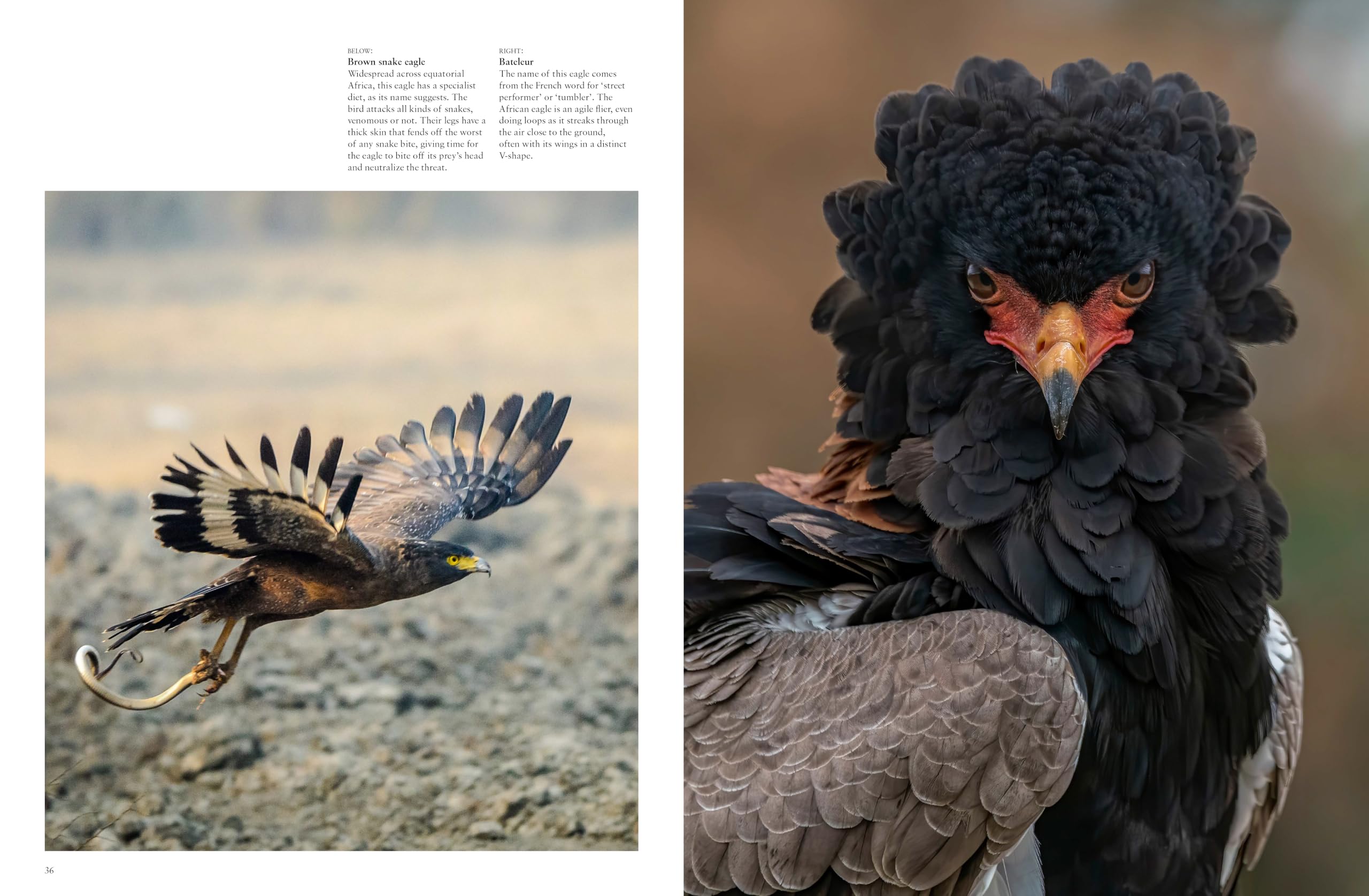 Les Oiseaux de proie: Redoutables et majestueux