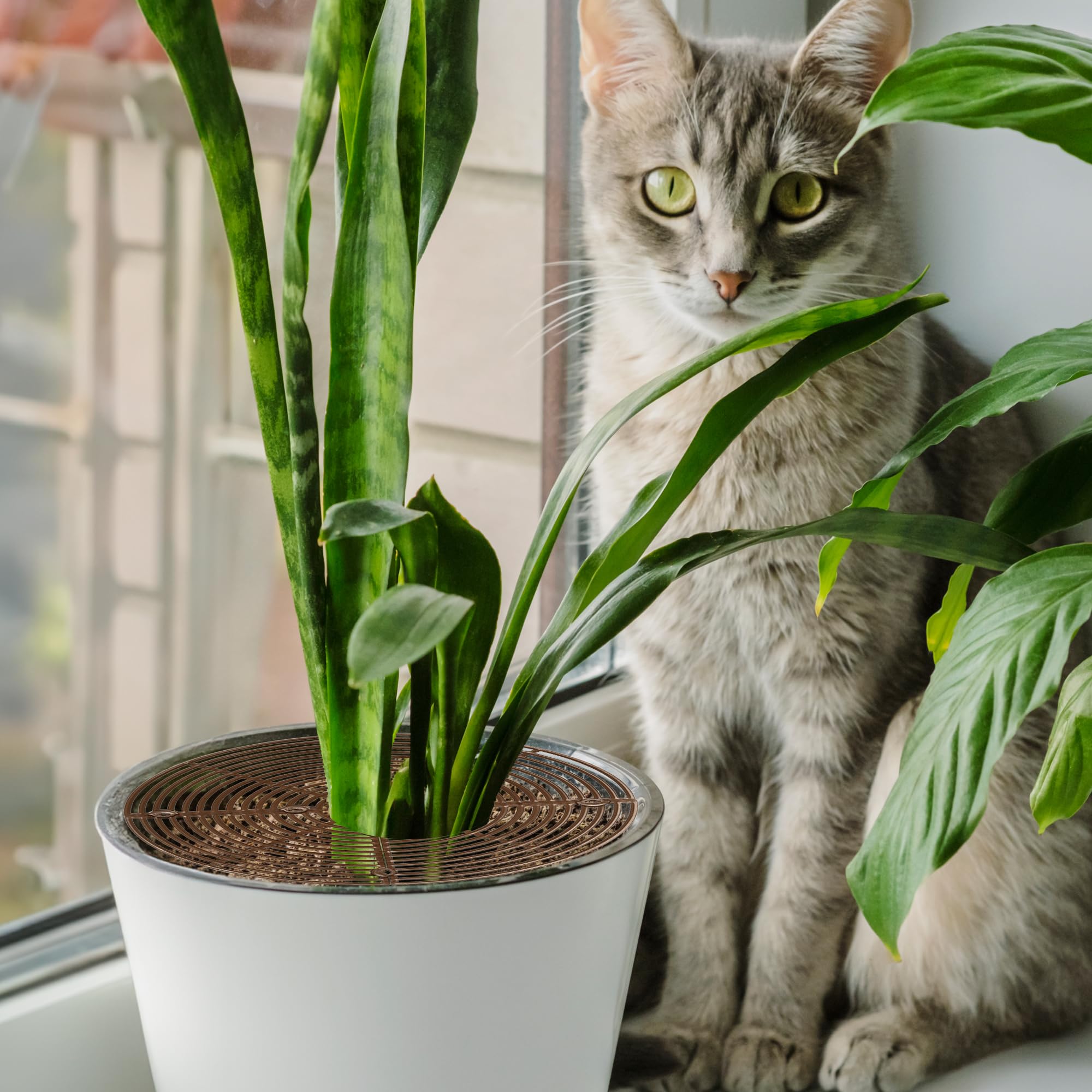 Patio Eden Plant Pot Soil Covers Protectors - 3 Pack, 11" - Repel Cats from  Plants - Protects Indoor Plants: Buy Online at Best Price in UAE - Amazon.ae