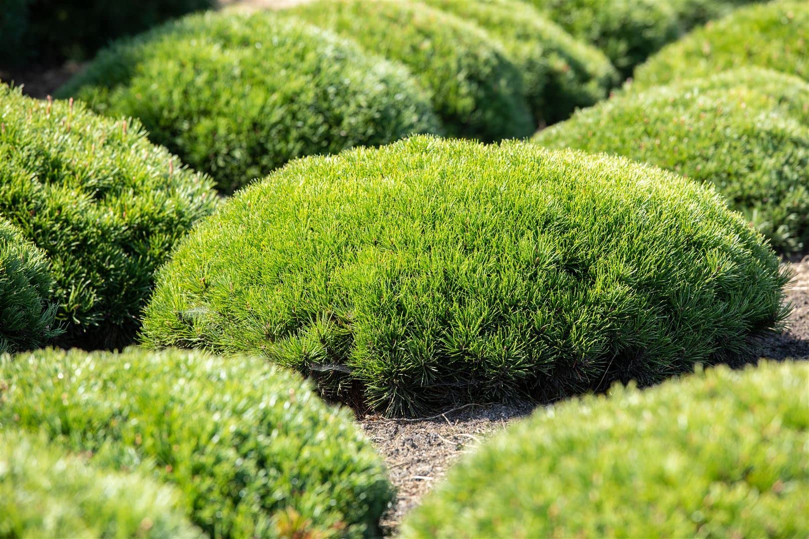 Pinus mugo 'Pumilio' 30–40 cm – Immergrün, Winterhart, Pflegeleicht – Zwerg-Kiefer – Nadelgehölz für Steingarten & Kübel