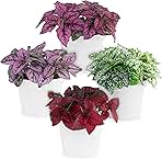 Polka Dot Plant Collection (4-Pack) - House Plants Indoors Live, Air Purifying Live Indoor House Plants, (Red, White, Rose, and Pink) Indoor Plants Live houseplants.