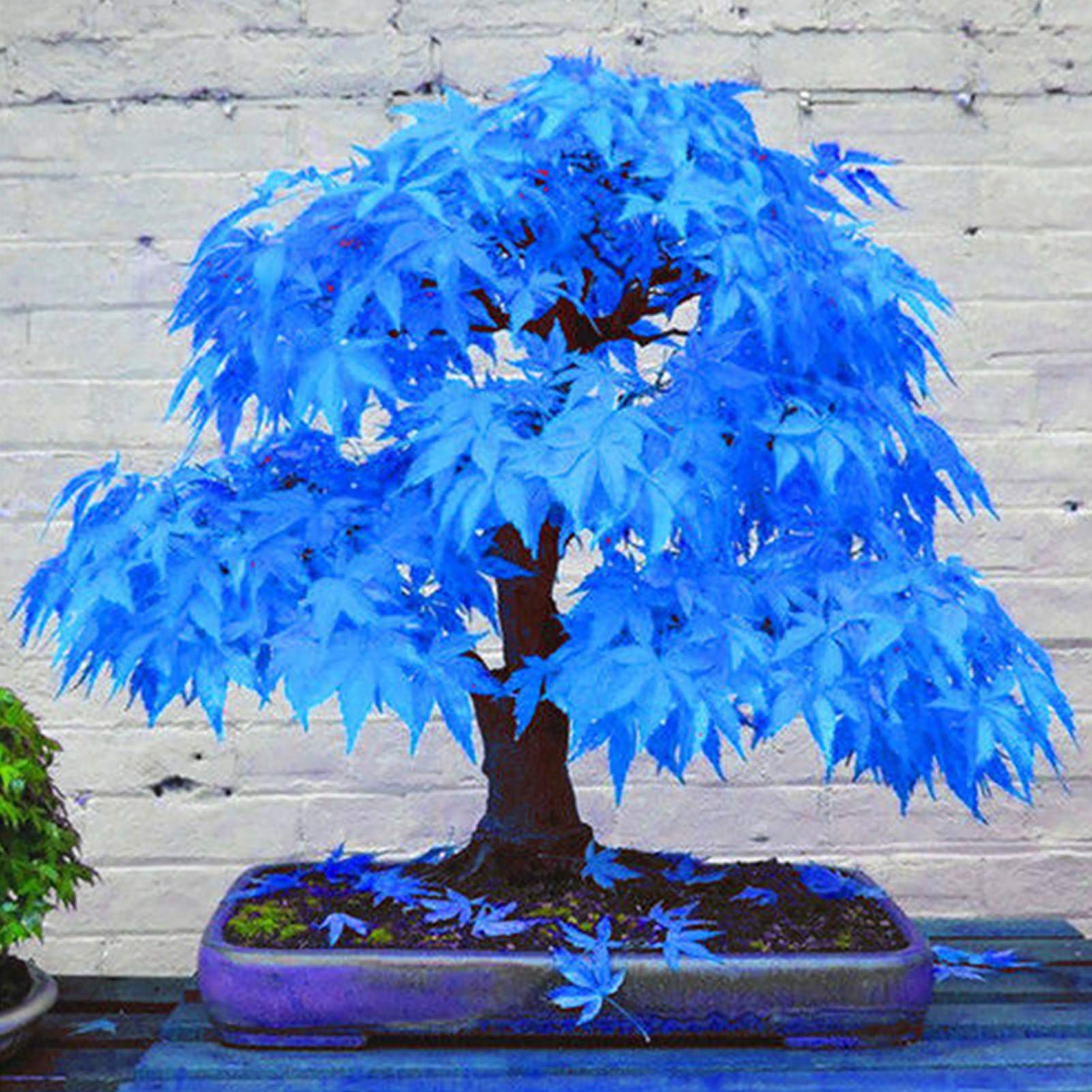 ficus bonsai sonne Tipps zur Pflege deiner Pflanze : Ficus microcarpa ginseng –  PflanzenFuerAlle