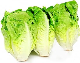 100 Seeds of Sucrine Lettuce - Old Vegetable - Vegetable Garden - Reproducible Peasant Seeds - SemiSauvage