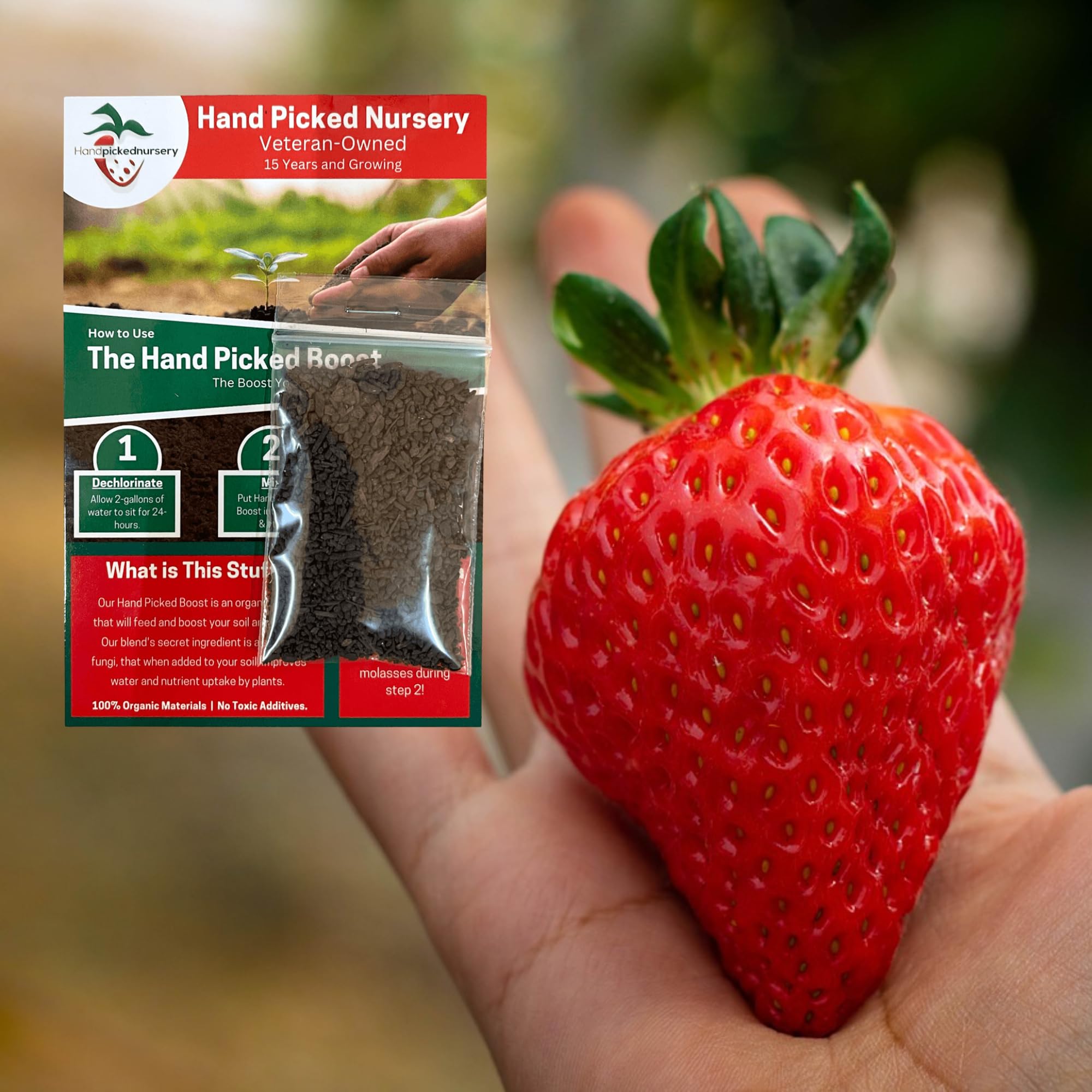 Allstar Strawberry Plants Hand Picked Nursery