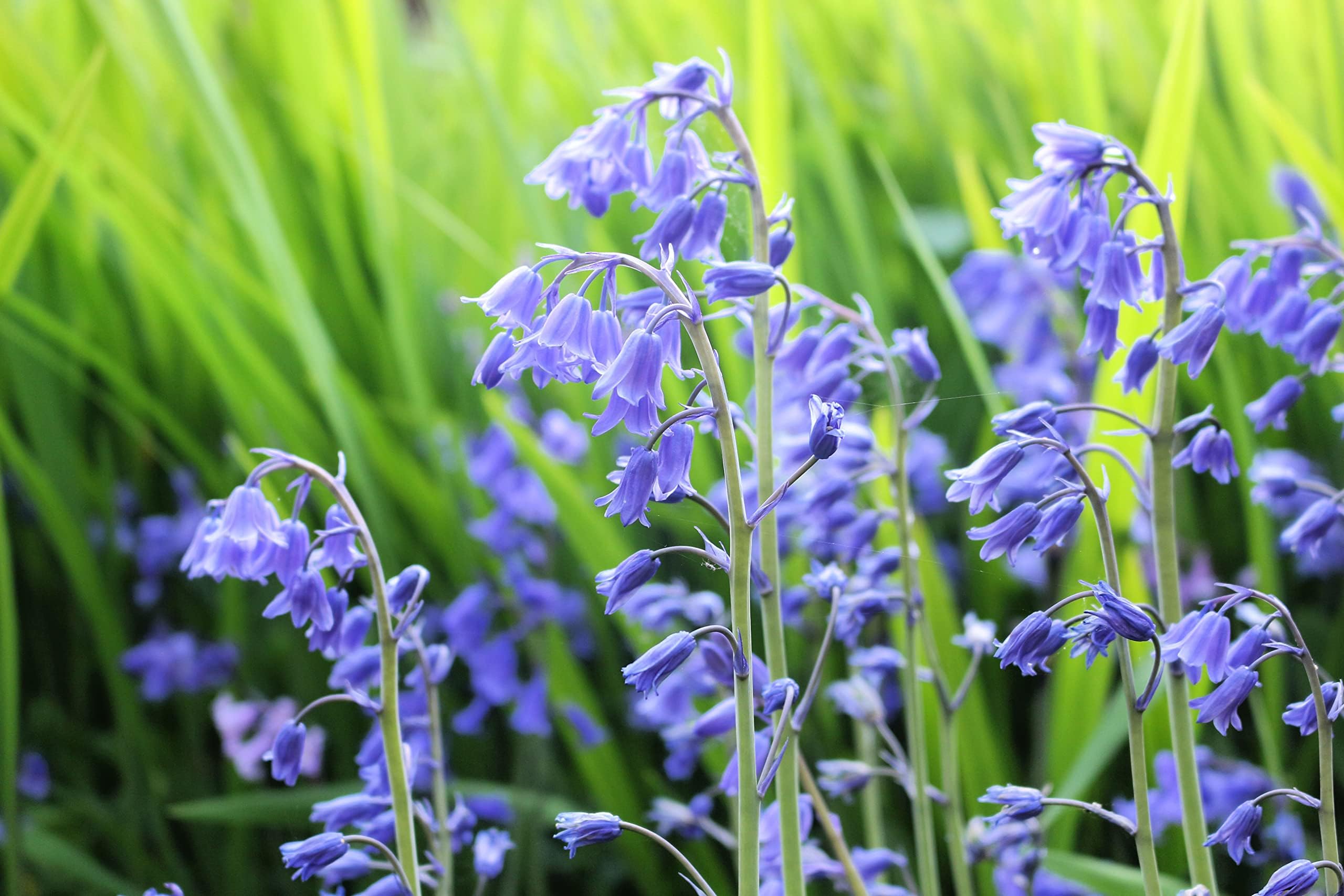 Spanish Bluebells Flower Bulbs for Planting - Weeping Bell Shaped Flowers - Great for Container or Garden (10 Bulbs)