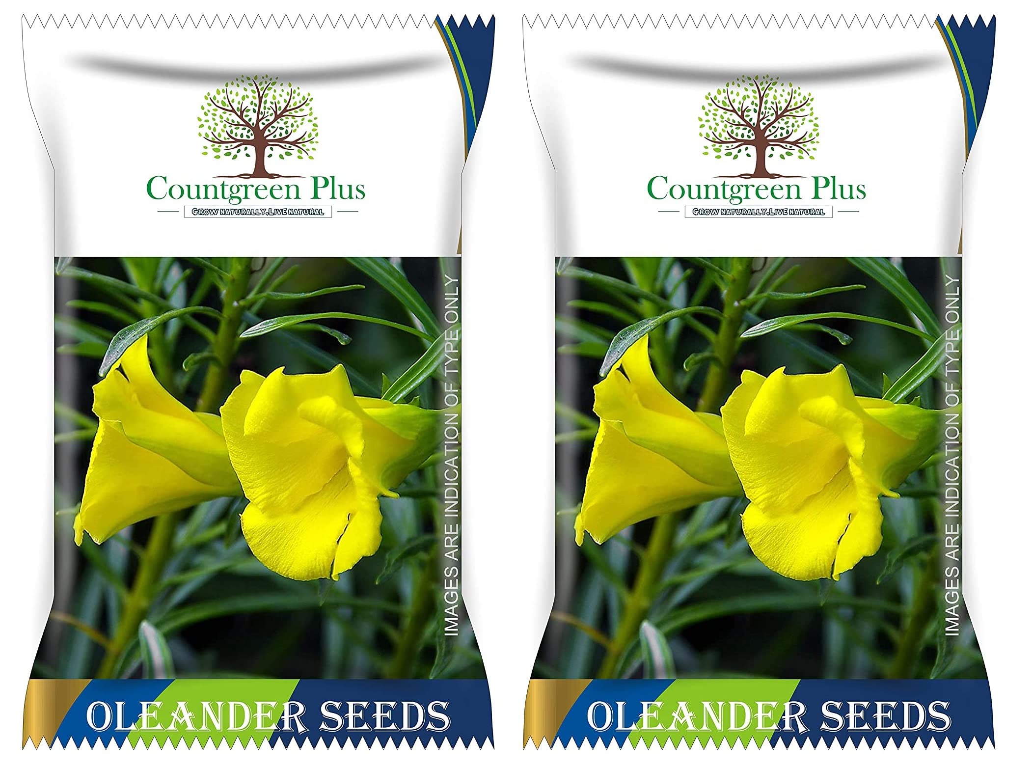 Yellow Oleander Seeds - Pack of 5 -7 Yellow Oleander Seeds - Pack of 5 -7