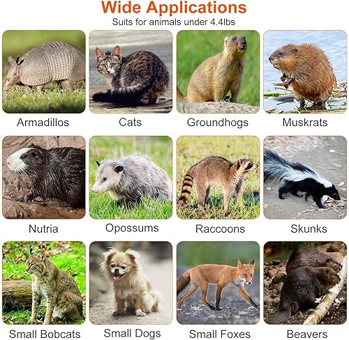 Miniatura 8 de Moclever Trampa para ratas humanitarias, trampas vivas para ratas, jaula de roedores, alambre galvanizado plegable para mapaches pequeños, castores,