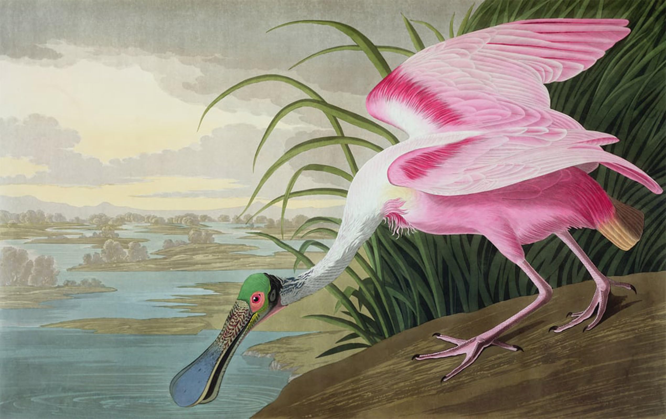 SERENDIPITP Aesthetic Poster Photo Wall Print Retro Picture Roseate Spoonbill Platalea Leucorodia From by John Jamess Audubon Modern Wall Artwork for Home Decor 60x90cm