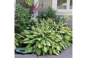 Hosta Perennial Mixed Bare Root Plans