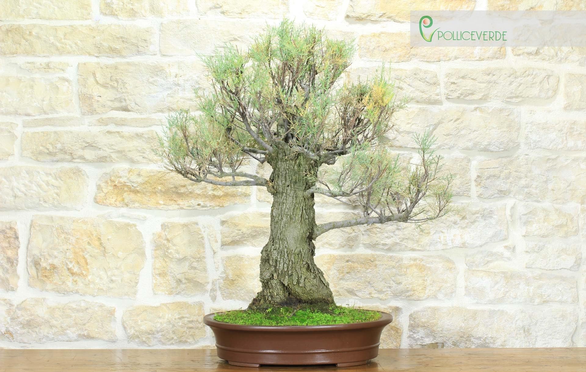 bonsai samen anzucht Bonsai Anzuchtset kaufen ➤ Handmade & Plastikfrei main image 1