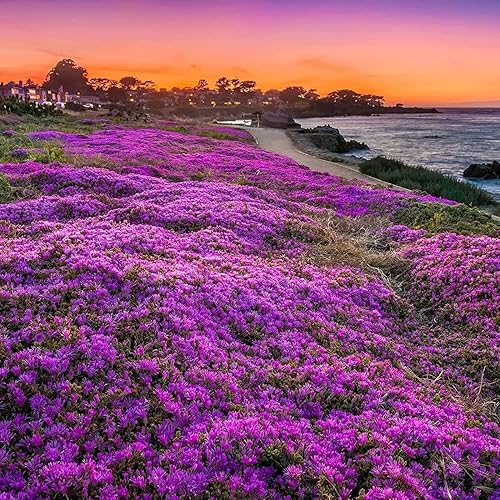 15000 semillas de tomillo rastrero para plantar, semillas orgánicas perennes de timo, cubierta de suelo a granel para plantar flores, hogar, jardín