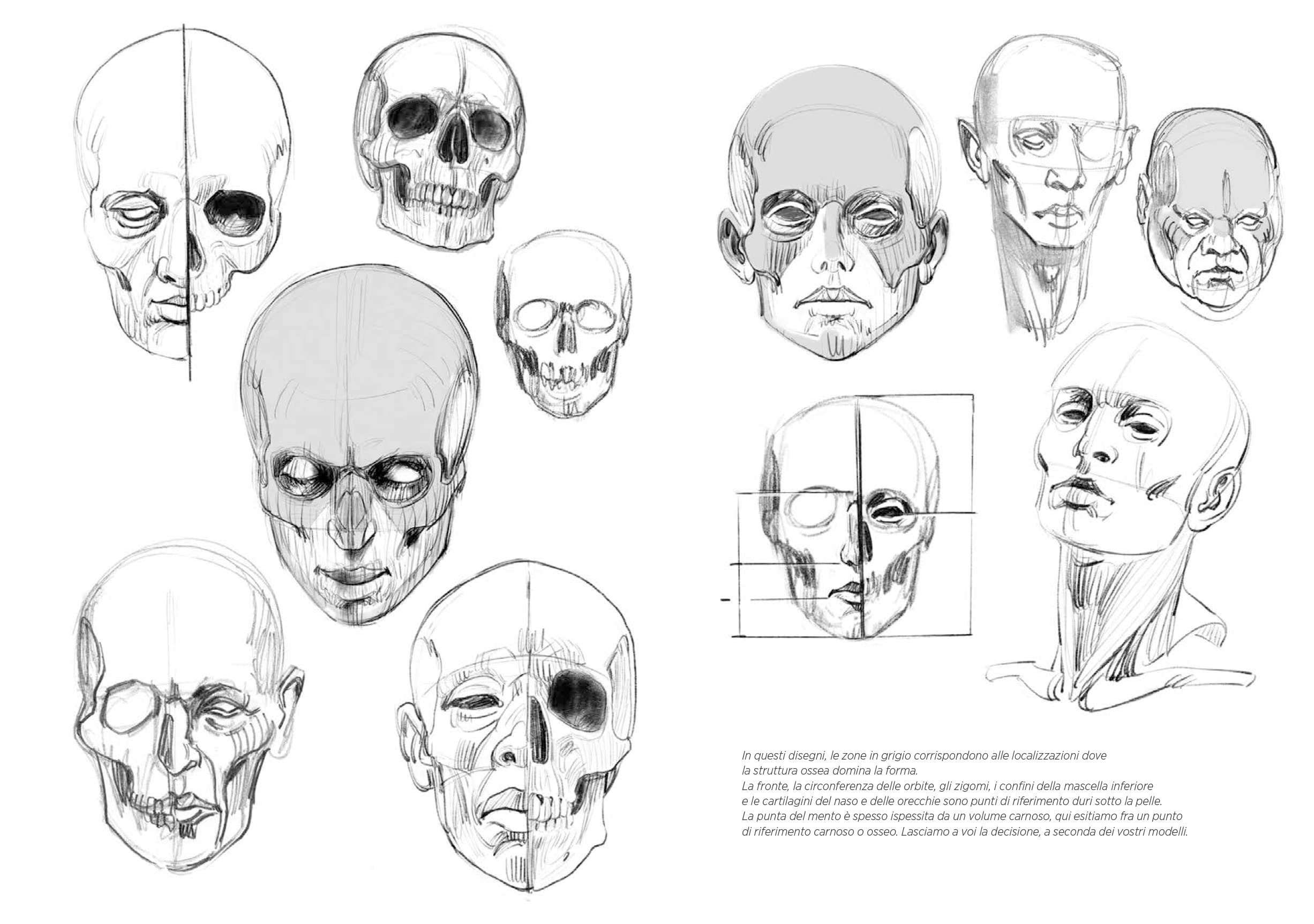 Anatomia Artistica Strutture e Superficie Vol 2
