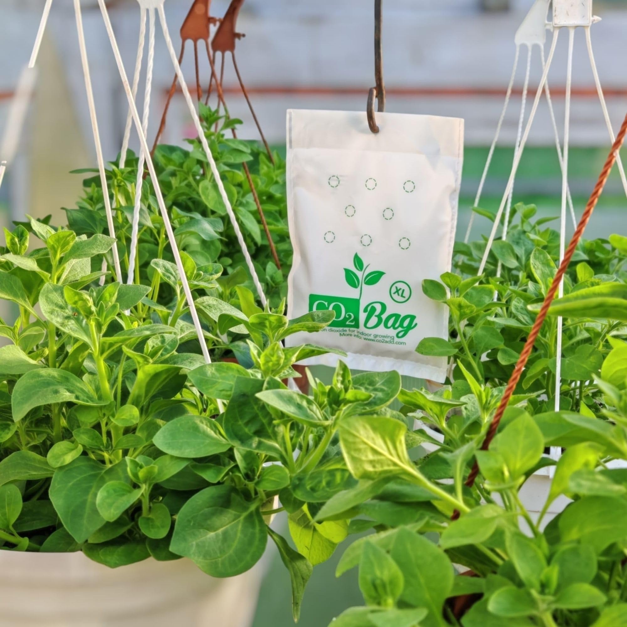 CO2BAG® XL pour Une Croissance Efficace | Améliore Le Goût, la Couleur & Le Rendement | Compact & sans Entretien pour la Culture Intérieure et Les Serres. -2-Pack-