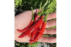 Calabrian Chili Peppers The Italian Devilishly Spicy Secret