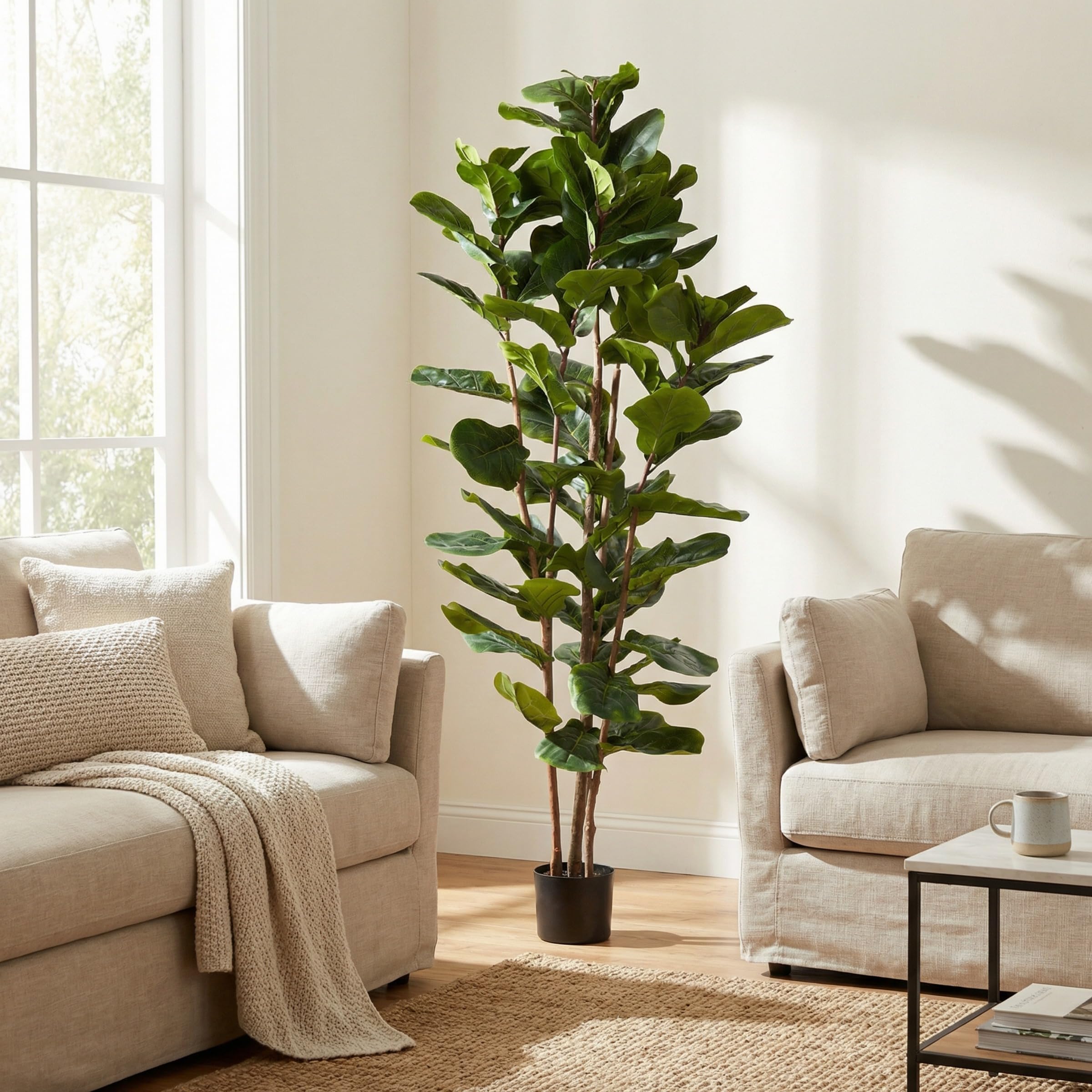 indoor plants buy online Snake Plant  Buy Low-Maintenance Indoor Plant Online