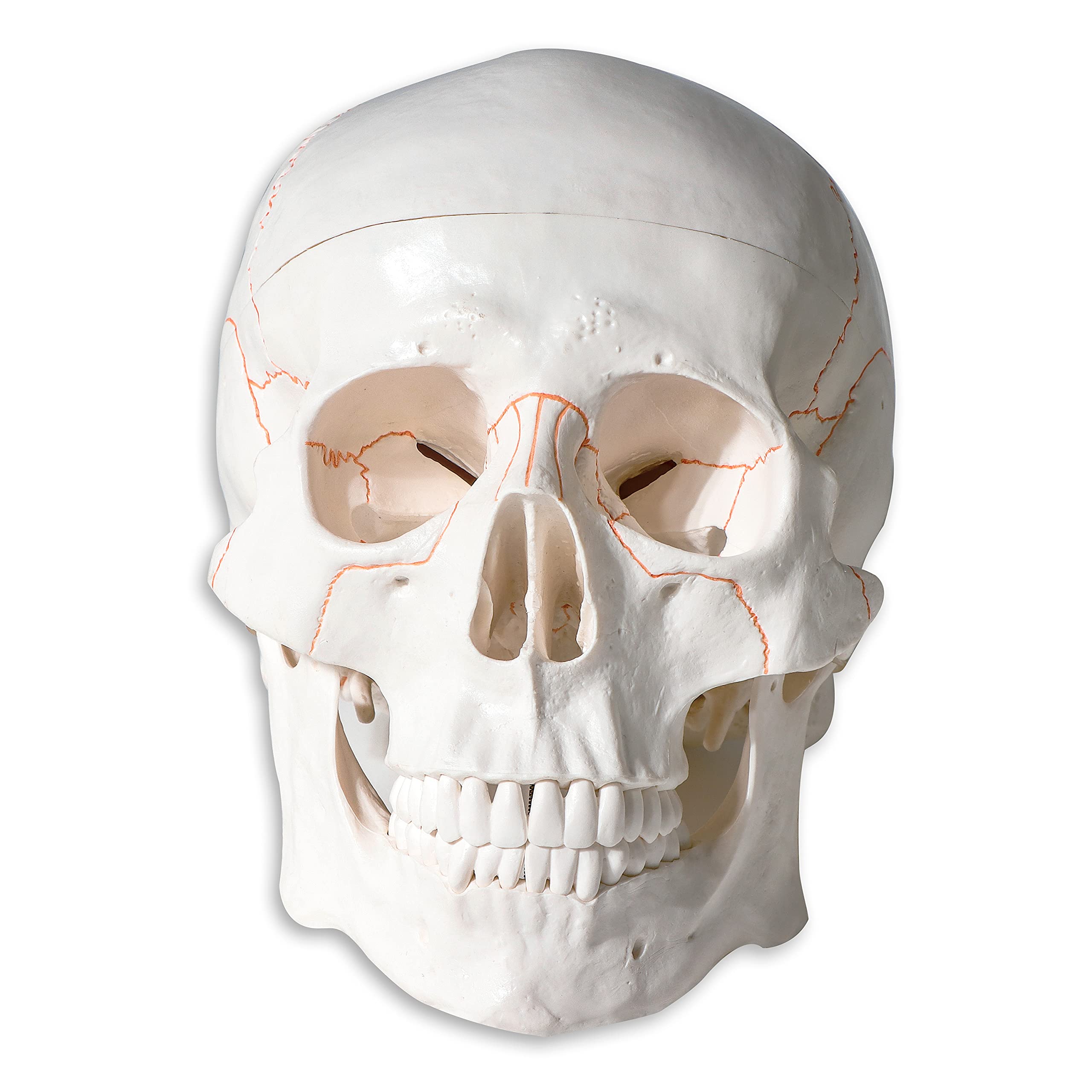 Human Color Suture Line Skull Model for Medical Study Anatomy Learning by Trademark Innovations