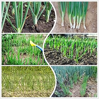 Green Onion Seeds for Planting Heavy-Yield Non-GMO Heirloom Seeds Scallion White Bunching Onion Seed to Plant and Grow Ind...