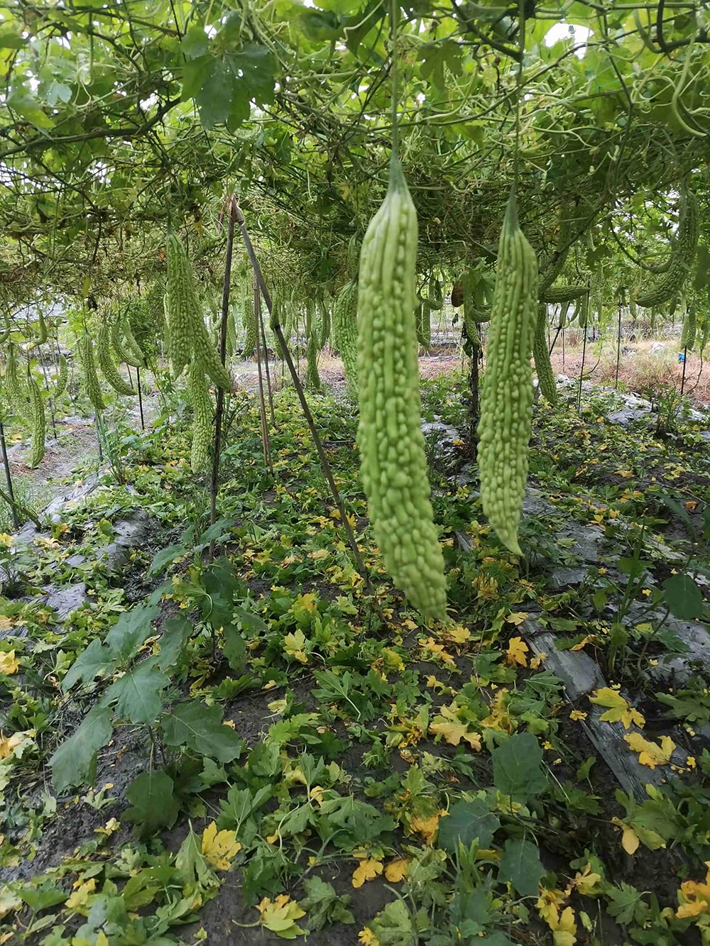 30pcs graines de courge amère Verte Jardin Plantation Ombre décorations facile à cultiver paysage de jardinage Unique cueillette de légumes frais et sains