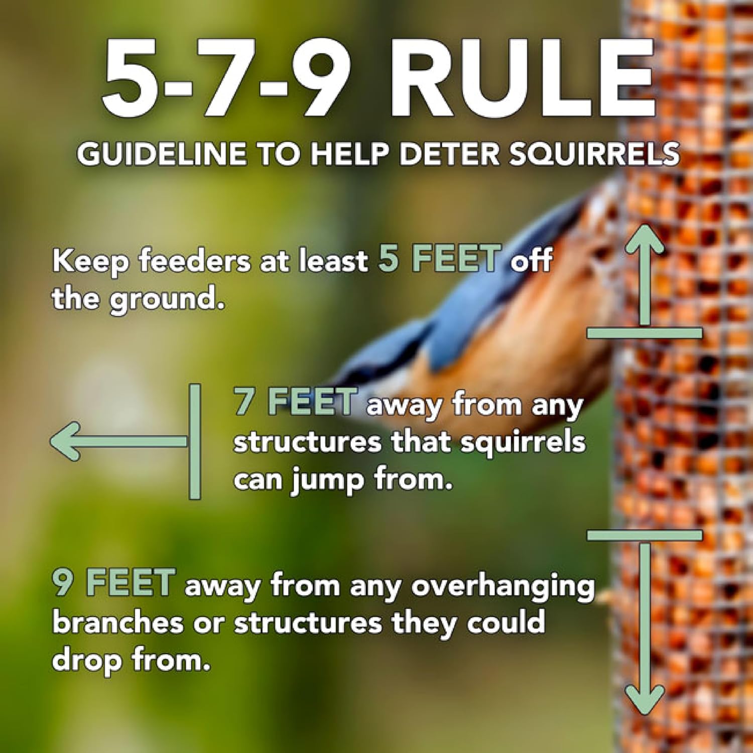 More Birds X-1 Squirrel-Proof Bird Feeder with 4.2-Pound Bird Seed Capacity and Four Feeding Ports (Pack of 2)