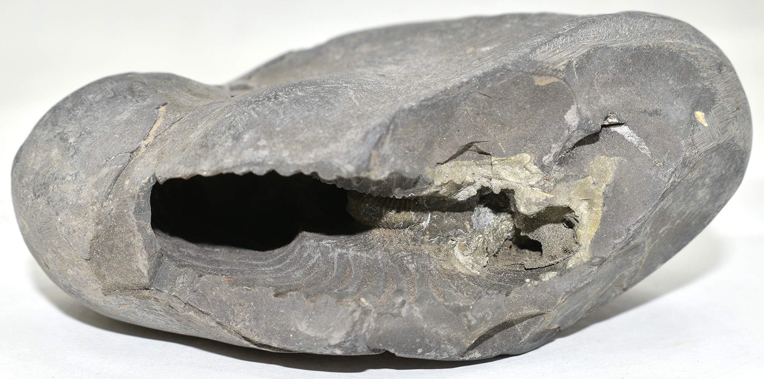 Shiva Ratan Kendra Original Kali Gandaki River Shaligram