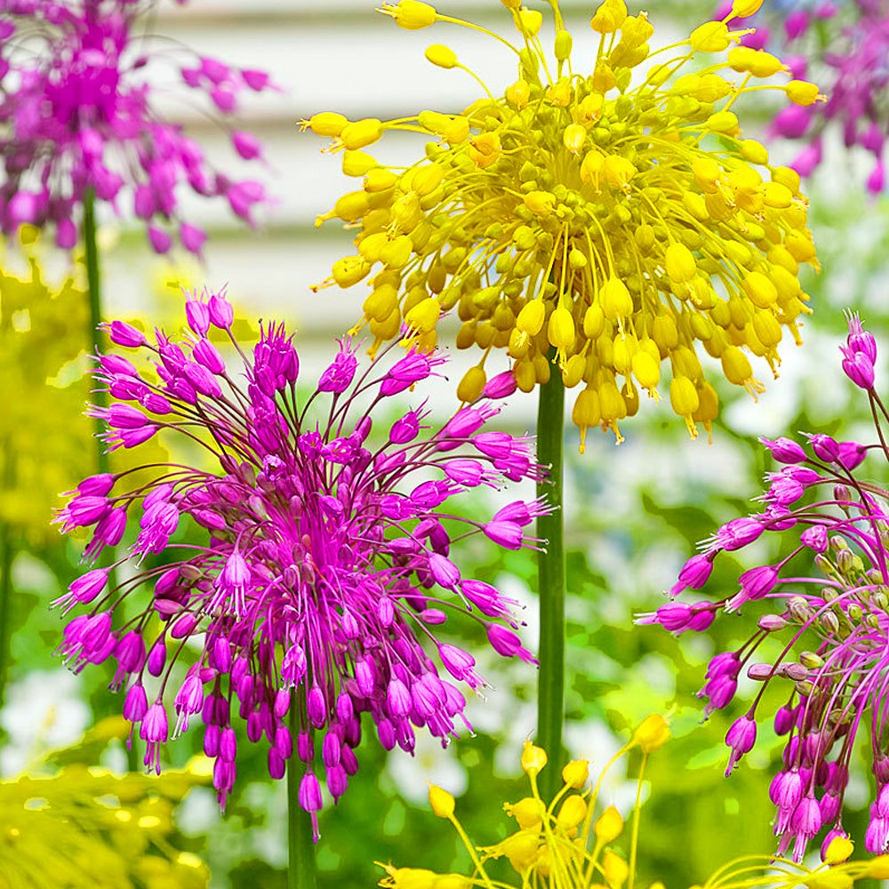 Mélange de variétés Allium Coronaria Plantes fleuries à bulbes Intérieur extérieur printemps
