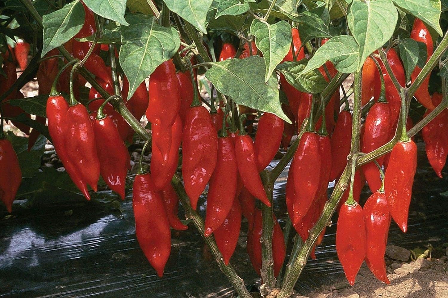 Hot Paper Lantern Pepper 100 Seeds Patio, Lawn & Garden