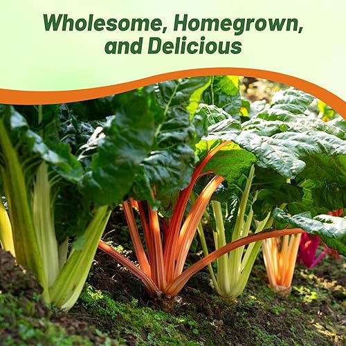 Miniatura 7 de Outsidepride 2000 semillas de acelga verde beta vulgaris para plantar