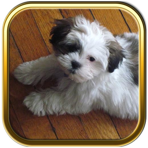 Shih Tzu Dogs Jigsaw Puzzle Games