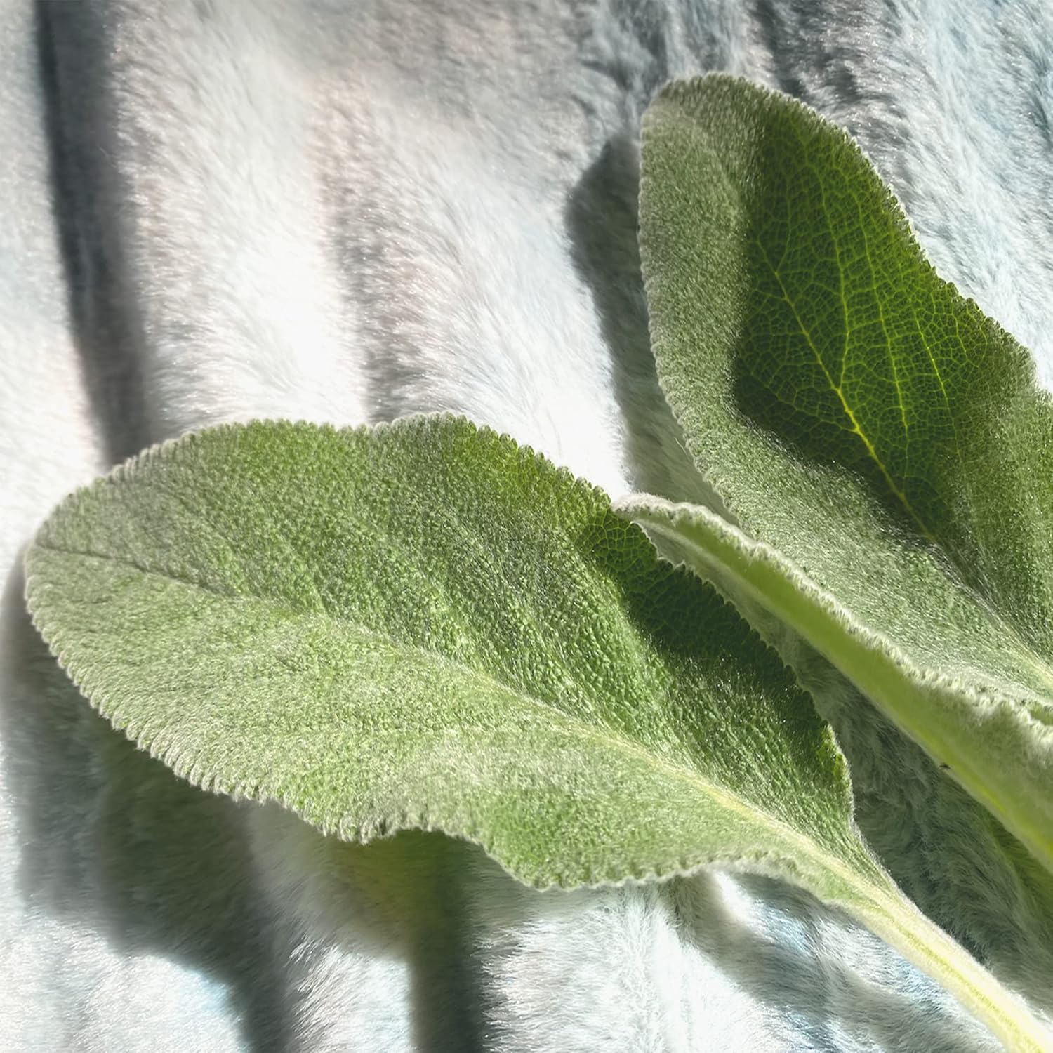 Byourbed Lamb's Ear® - Coma Inducer® Oversized King Comforter Set - Snowdrift