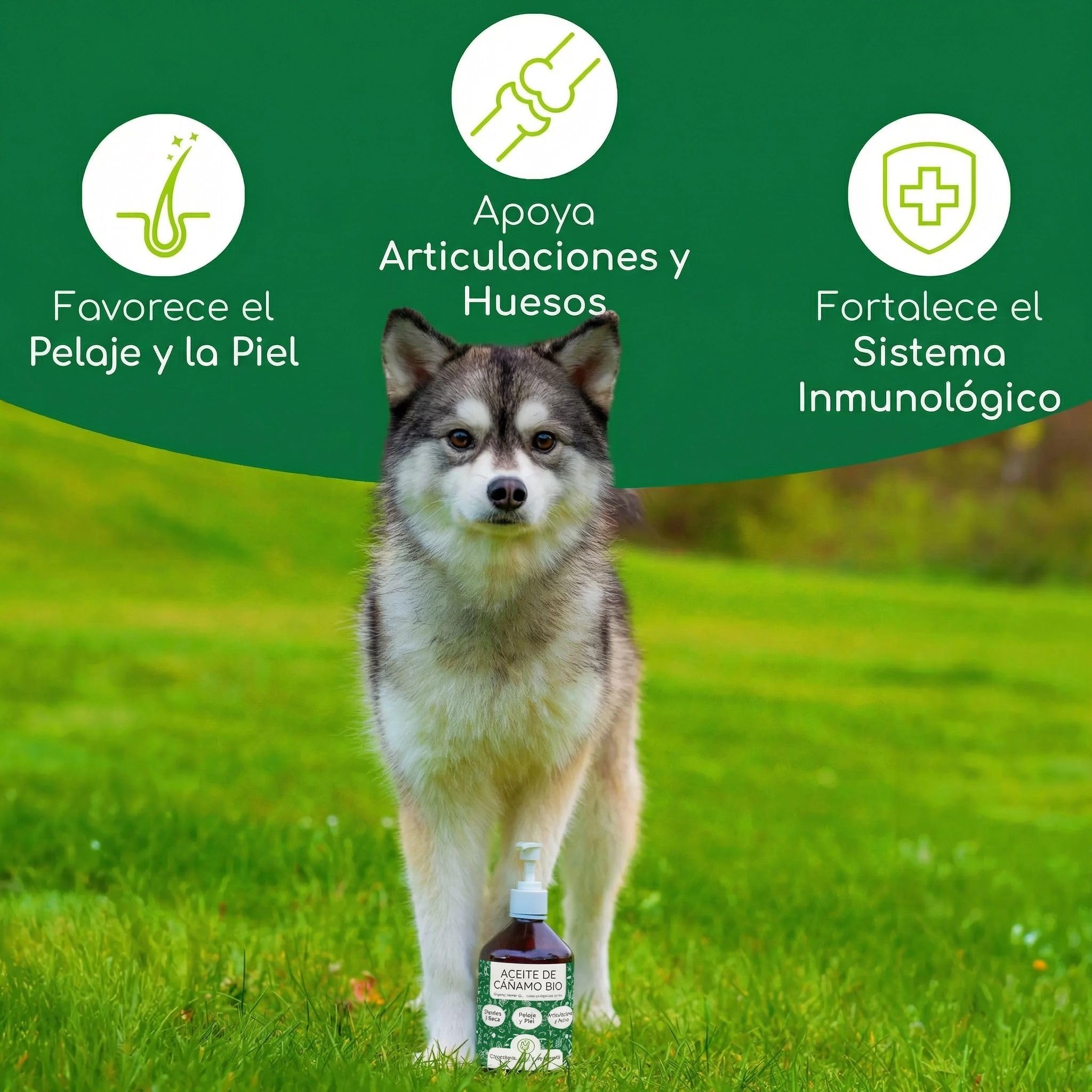 Aceite de cáñamo orgánico para Perros y Gatos 500ml | 100% Natural y prensado en frío | Apoyo para la Piel y el Pelaje | Omega 3-6-9 | DE-ÖKO-060
